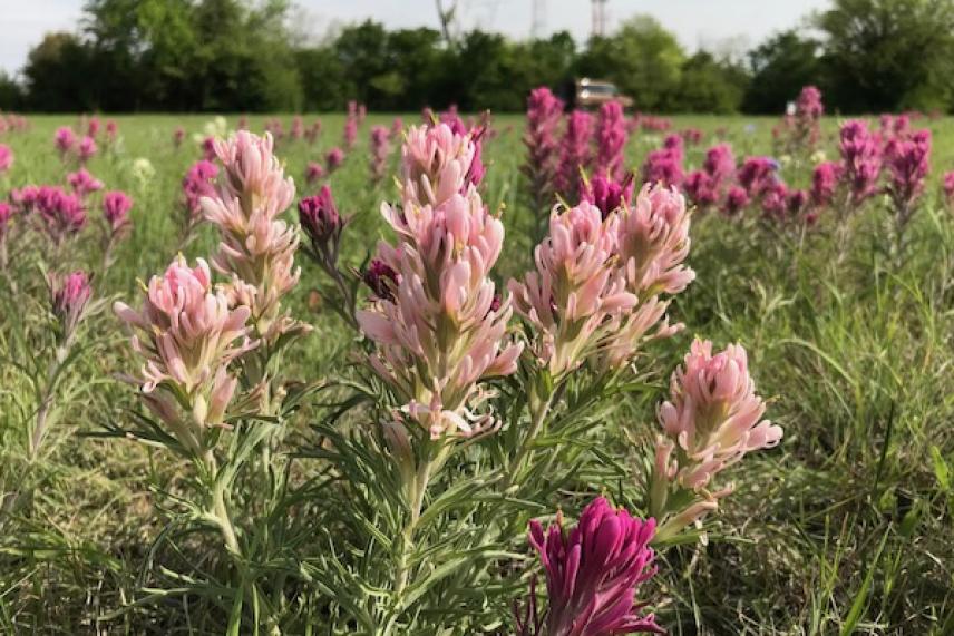 Pink and purple wildflowers in a grassy field.