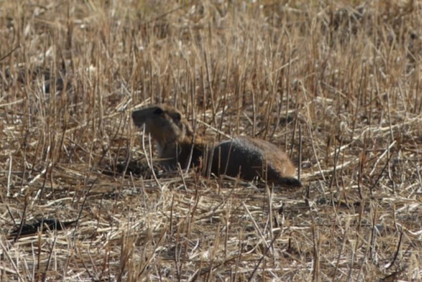 Prairie dog sitting alert in dry grassland.