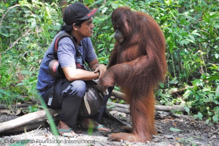 Man in forest kneels, gently interacting with an orangutan.