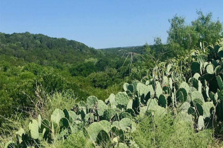 Cacti and lush green hills under a clear blue sky.