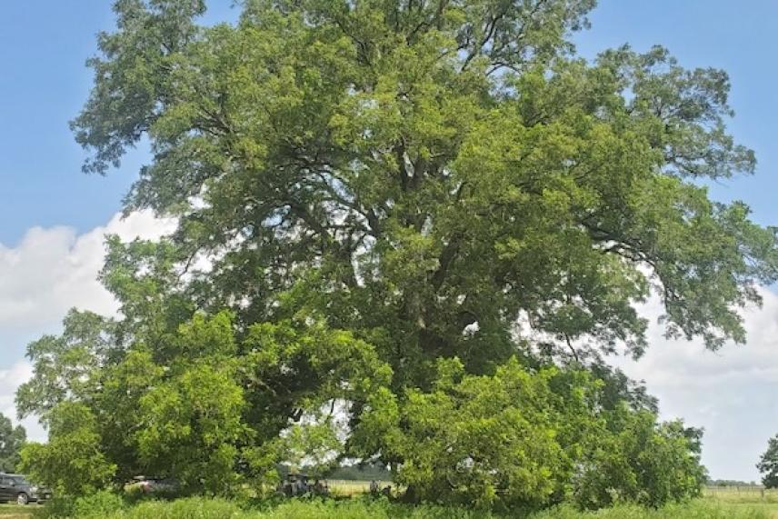 Large green tree in a grassy field under a blue sky.