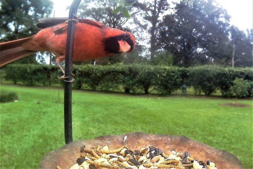 Red cardinal perched near a bird feeder in a green garden.