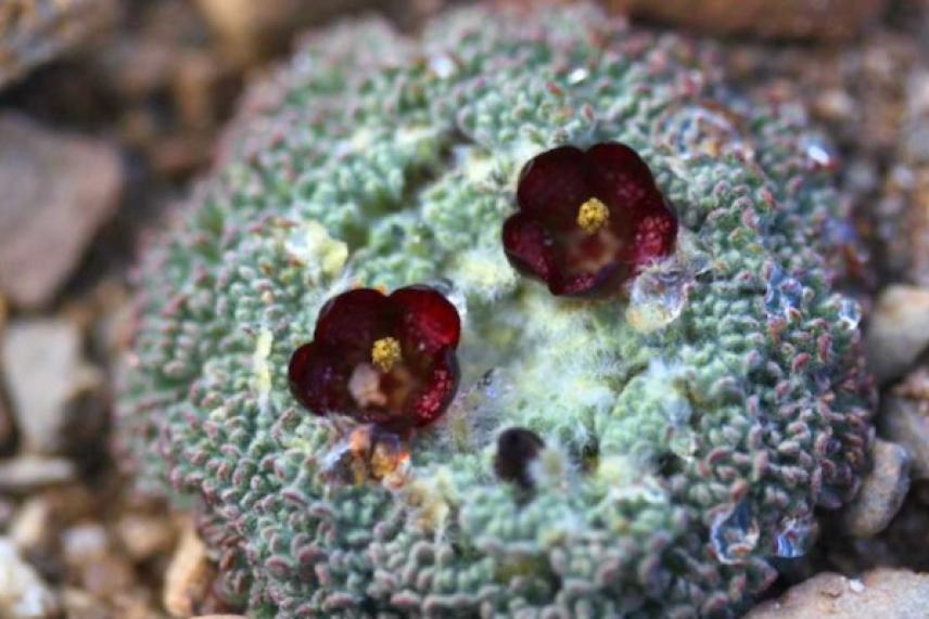 A small cactus with two dark red flowers in a rocky setting.