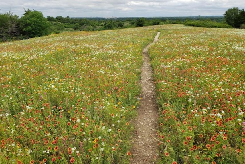 Narrow dirt path through a field of wildflowers under a cloudy sky.