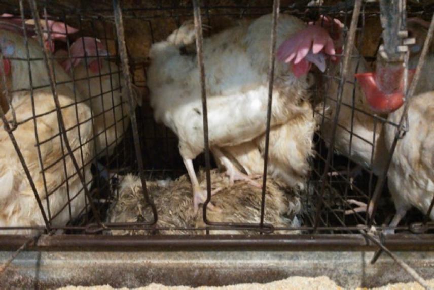 Chickens confined in small cages in a dimly lit environment.