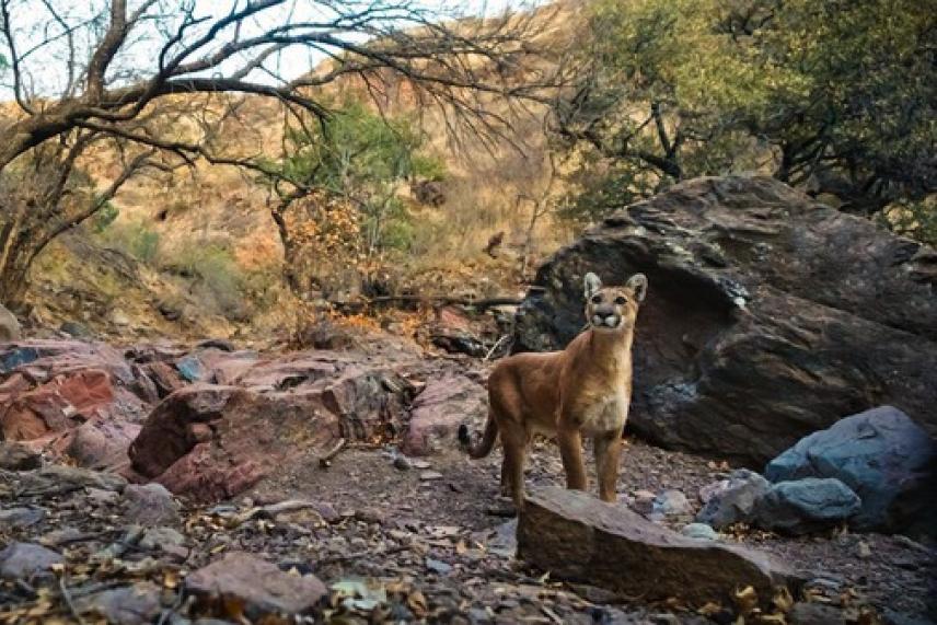 Cougar standing on rocky terrain in a forest setting.
