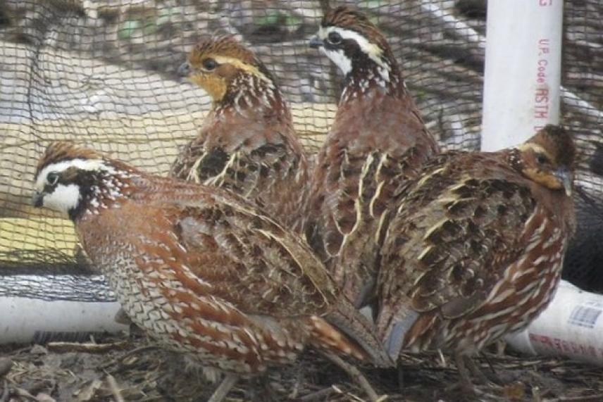 Four quails with brown feathers standing together near a mesh fence.
