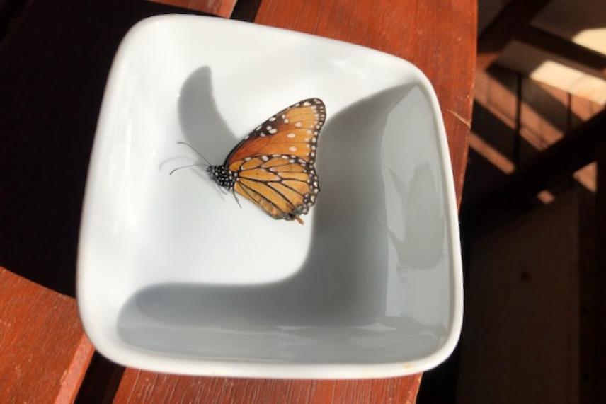 Orange butterfly in a white square dish on a wooden surface, lit by sunlight.