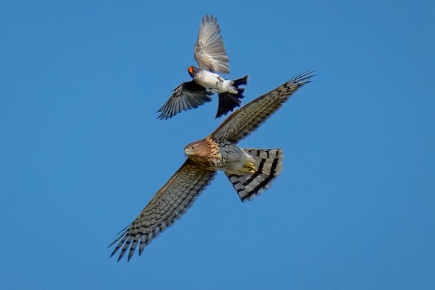 Two birds fly in the sky; a hawk and a smaller bird.