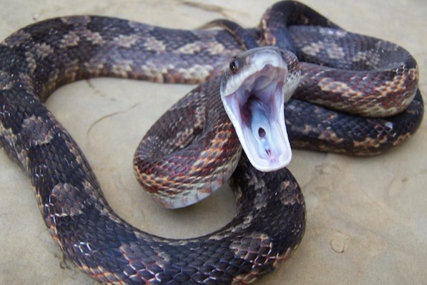 Coiled snake with mouth open on sandy ground.
