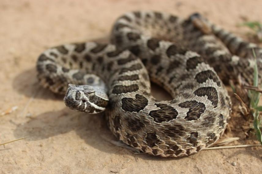 Rattlesnake coiled on sandy ground.