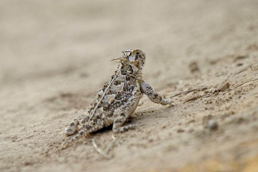 Horned lizard on sandy ground, facing away.