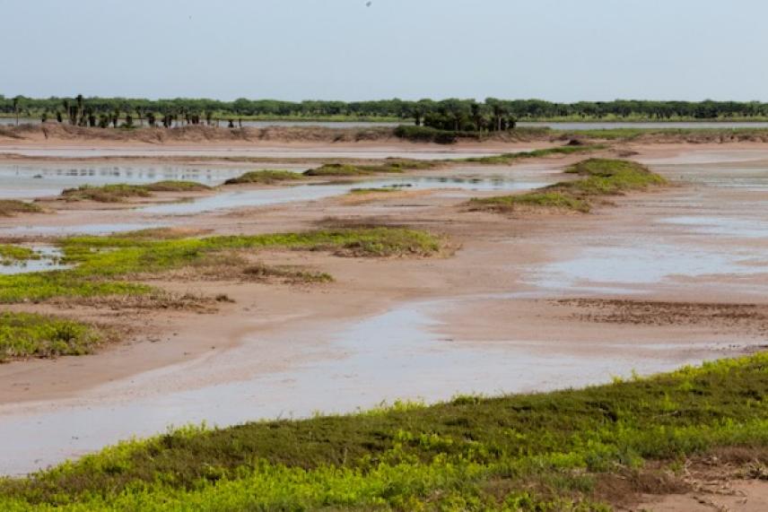 Wetland landscape with patches of green vegetation and brown soil under a clear sky.