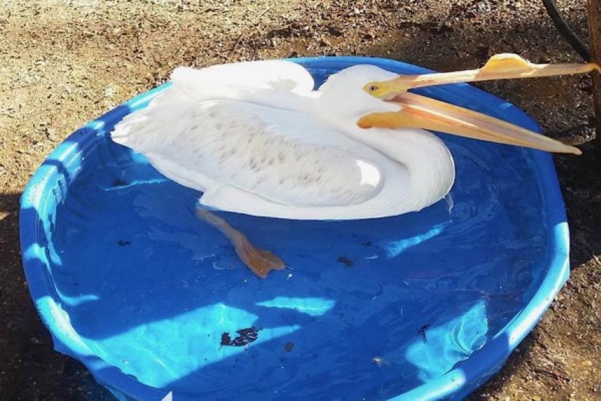 White pelican sitting in a small blue pool.