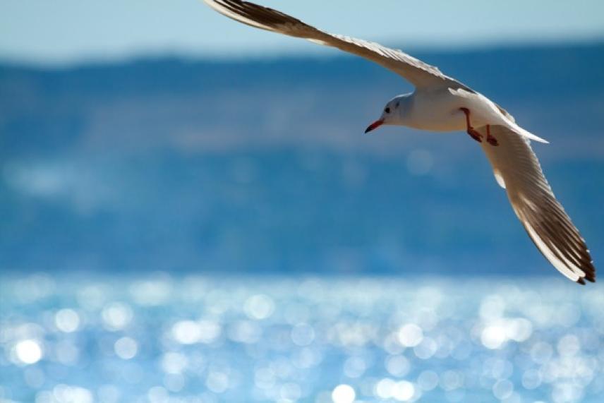 Seagull flying over sparkling blue water.