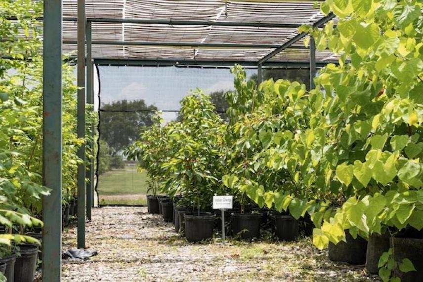 Plants grow in pots under a shaded greenhouse structure.