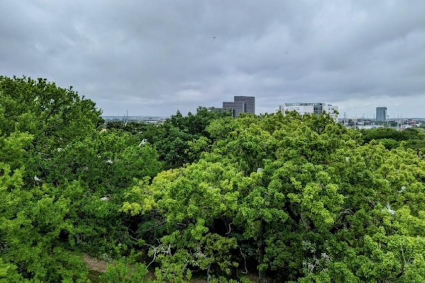 Overcast sky over lush green trees and distant city buildings.