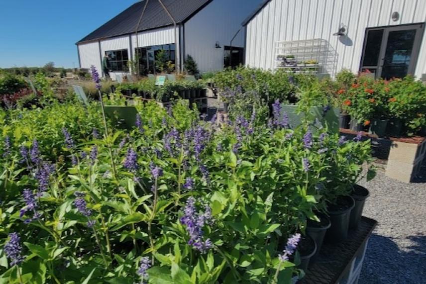 Plants in pots outside a white building under a clear blue sky.