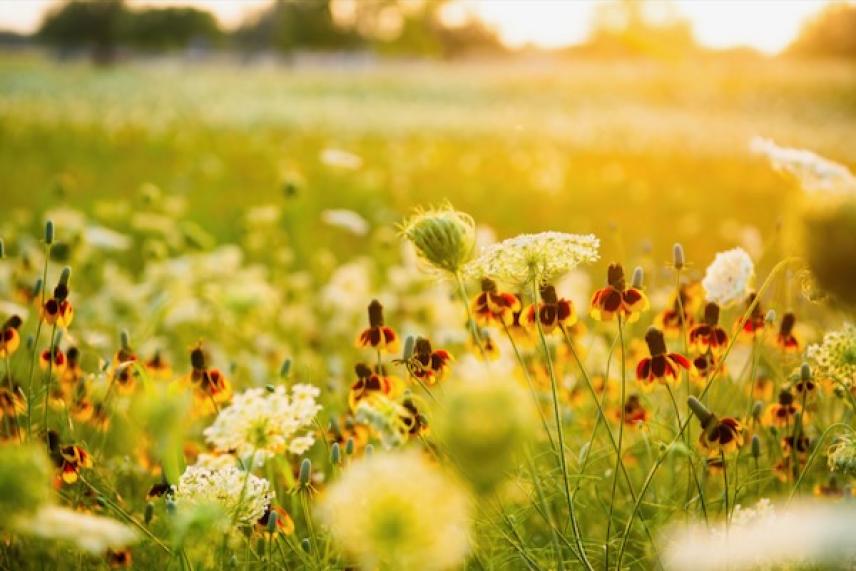 Sunlit wildflower meadow with yellow flowers and blurred background.