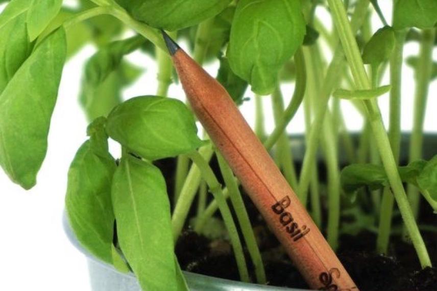 Basil plant in pot with labeled pencil stake.