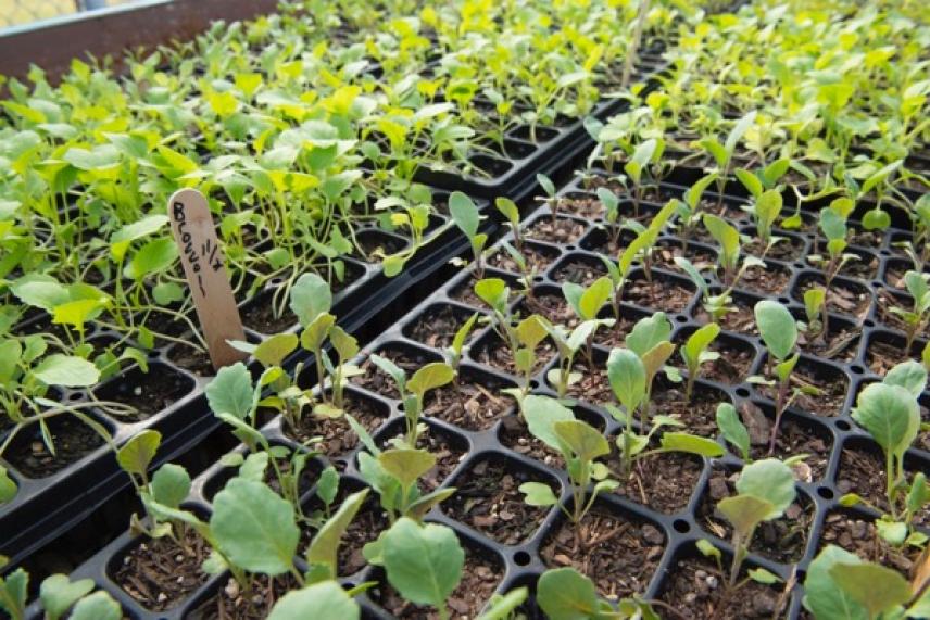 Seedlings in black trays on a wooden table, with sprouting leaves, in a greenhouse setting.