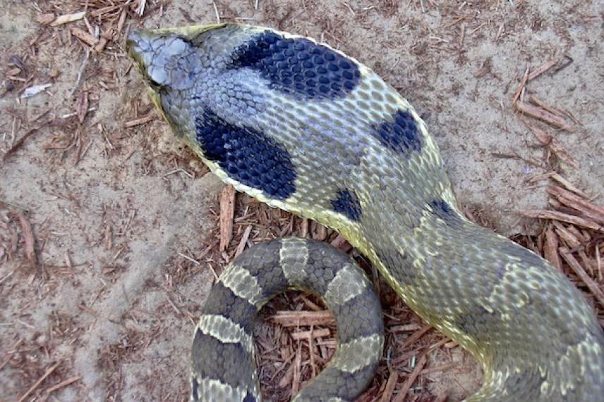 Coiled snake on sandy ground, textured scales with dark blotches.