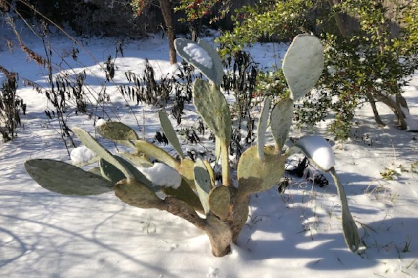 Cactus covered in snow under sunlight.
