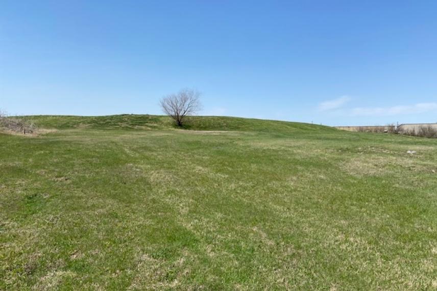 Grassy field with a lone tree under a clear blue sky.