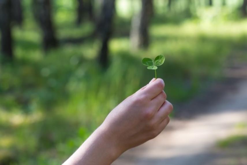 Hand holding a clover in a sunlit forest path.