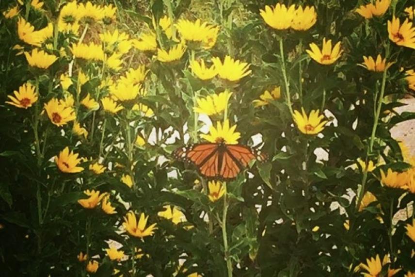 Monarch butterfly on yellow flowers in a lush green garden.