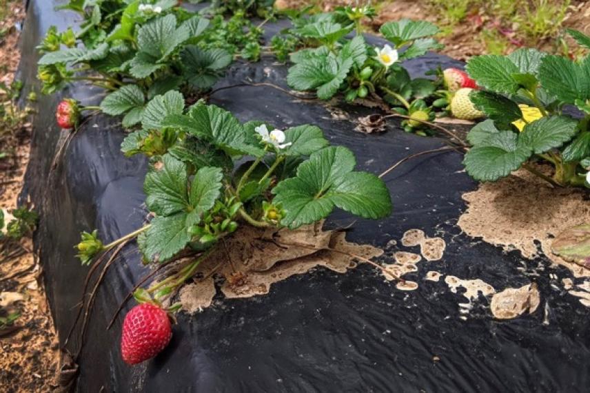 Strawberry plants with ripe berries and white flowers on black plastic mulch.