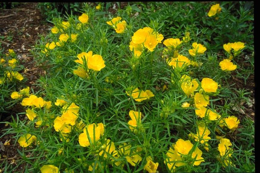 Yellow flowers with green leaves in a garden setting.