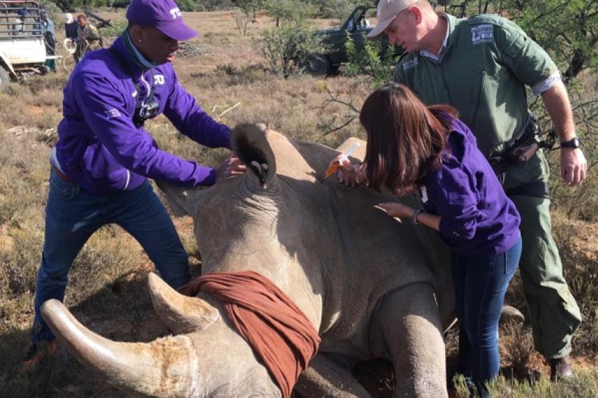 People tend to a sedated rhino in a grassy area, two wearing purple jackets, one in green.