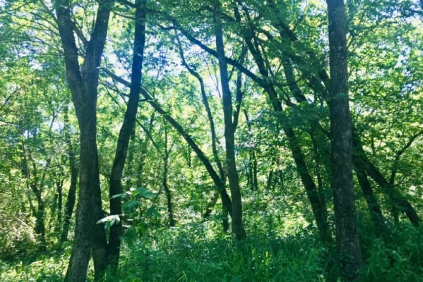 Sunlit forest with green trees and lush undergrowth.