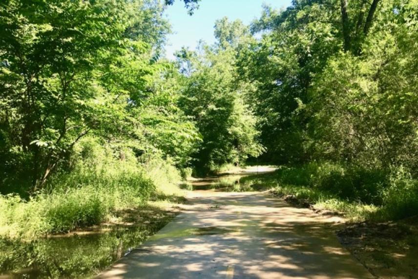 Dirt path through a lush green forest under a clear blue sky.
