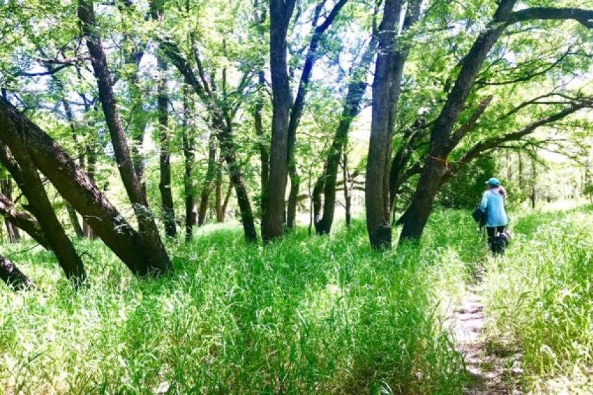 Trail through lush green forest with dappled sunlight and a solitary hiker.