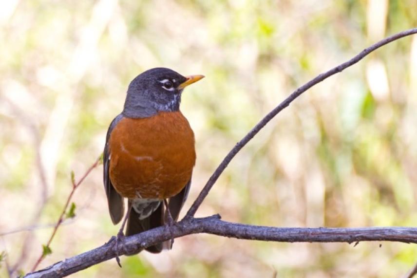 A robin with an orange breast on a branch, blurred green background.