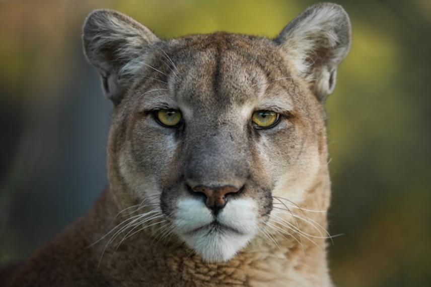 Close-up of a mountain lion with intense gaze, neutral background.
