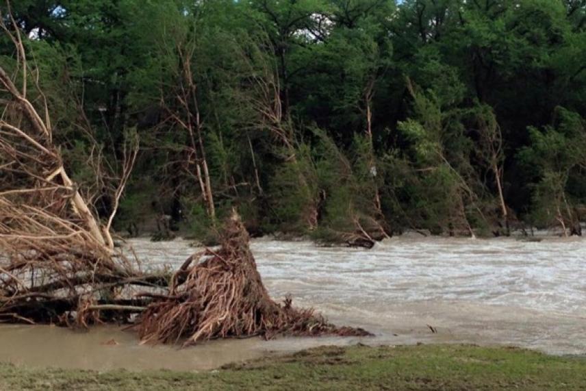 Flooded river with muddy water and uprooted trees, surrounded by green forest.