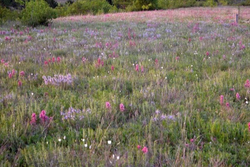 Meadow with wildflowers in various colors under a cloudy sky.