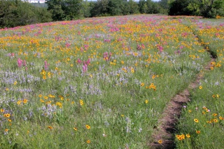 Field of wildflowers with a dirt path and trees in the background.