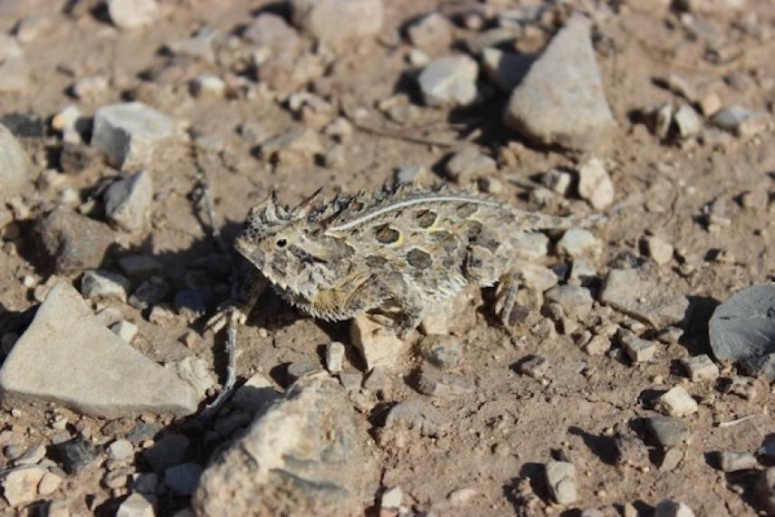 Horned lizard camouflaged on rocky ground.