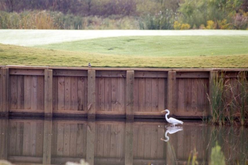 A heron stands by a pond near a grassy golf course.