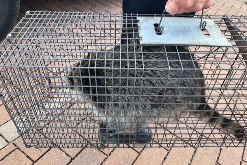 Raccoon in a metal cage on a brick surface.