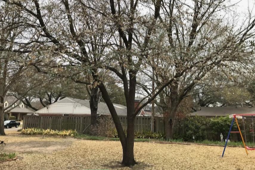Tree in a yard with a swing set, overcast sky.