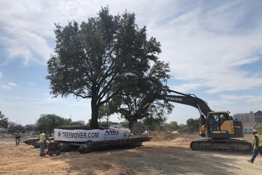 Excavator next to a large tree being moved in a dirt lot under a blue sky.