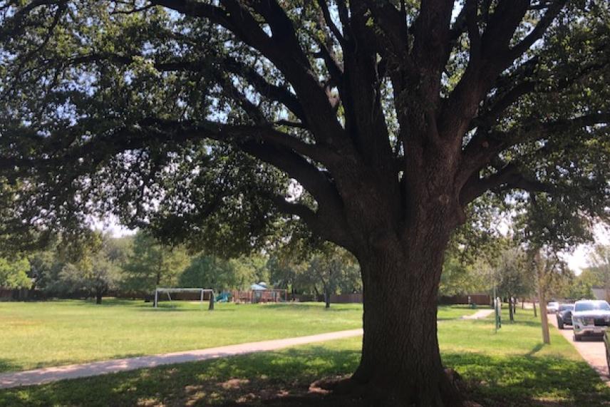 Large oak tree casting shade in a sunny park setting.