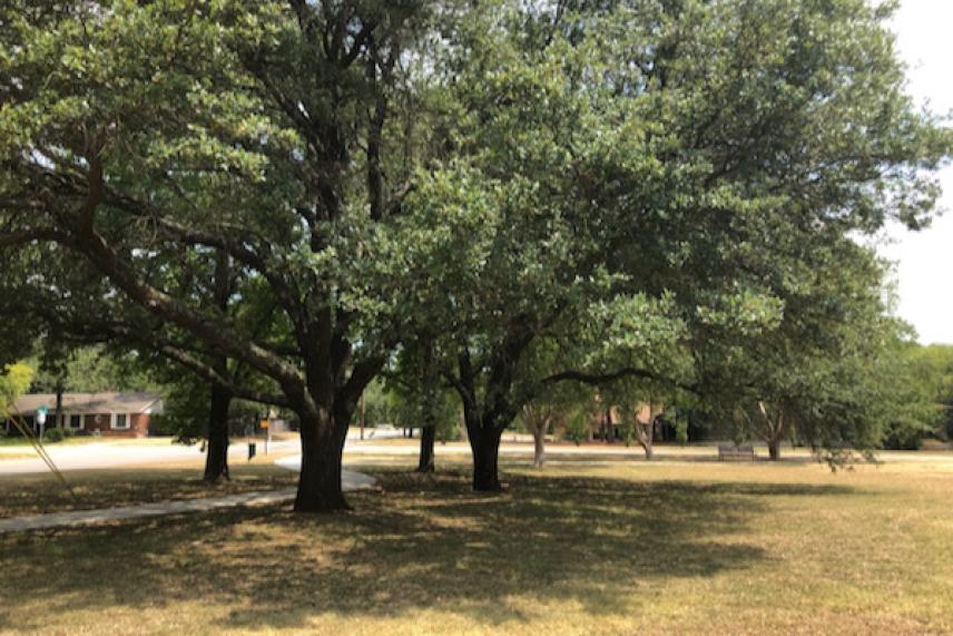 Shady trees on a grassy lawn under a partly cloudy sky.