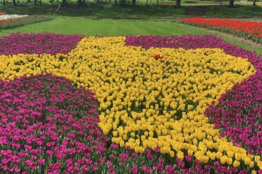 Yellow tulips form Texas shape, surrounded by pink and red flowers in a garden.