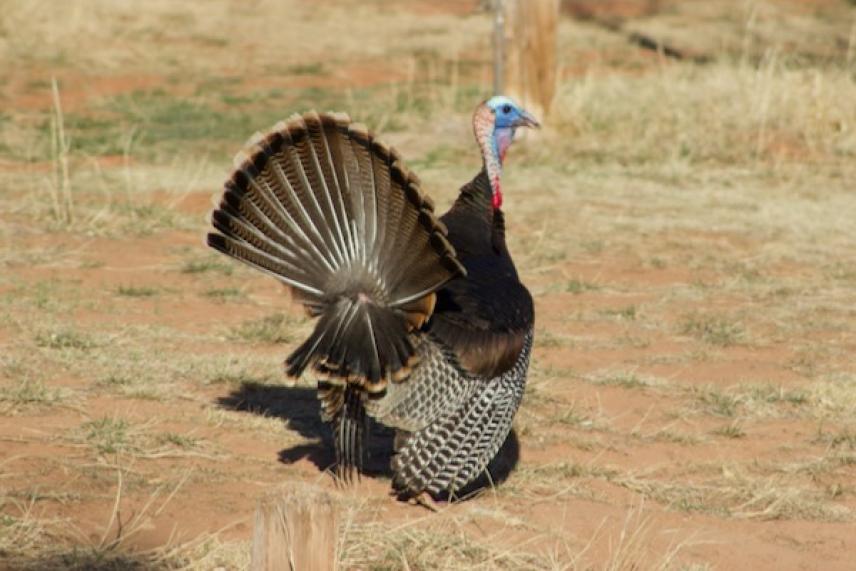 Turkey with fanned tail standing in a grassy field.